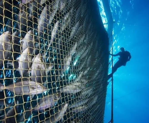 gaiolas de criação de peixes em cobre metálico