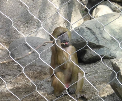 動物園の囲いメッシュ